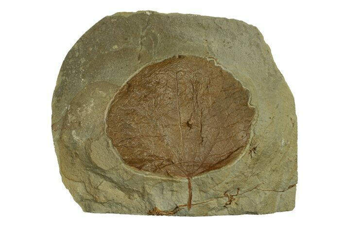 Fossil Leaf (Zizyphoides) - Montana #269406